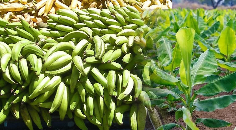 Plantain is our core product at GreenAura Agro. We cultivate and supply fresh, high-quality plantain from our farm in Ibadan to meet the needs of households, traders, food vendors, and bulk buyers. Our focus is on consistent production, proper harvesting, and reliable supply, making us a trusted source for plantain in Nigeria.