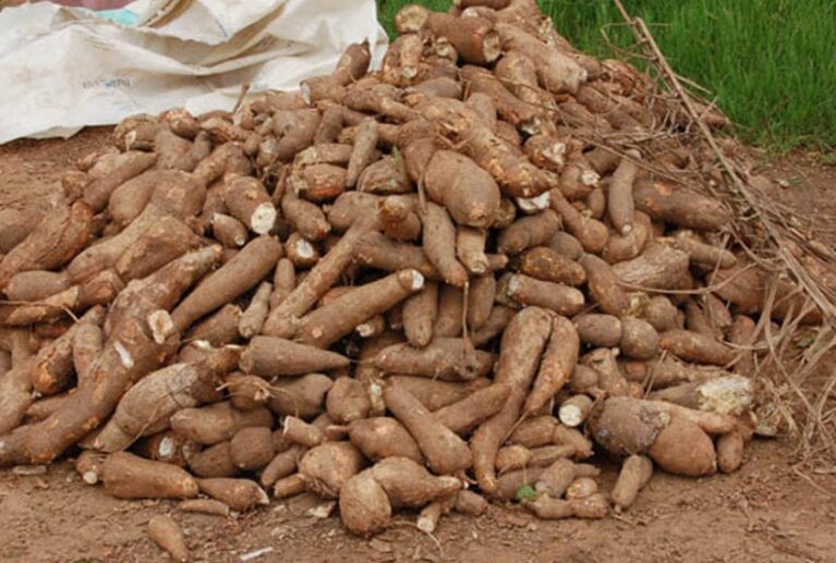 We produce cassava using improved varieties, including TME 419, suitable for both consumption and commercial processing. Our cassava is cultivated with attention to quality and yield to meet the needs of farmers, processors, and bulk buyers.