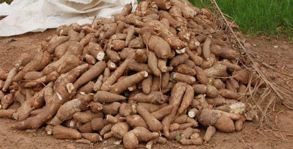 We produce cassava using improved varieties, including TME 419, suitable for both consumption and commercial processing. Our cassava is cultivated with attention to quality and yield to meet the needs of farmers, processors, and bulk buyers.