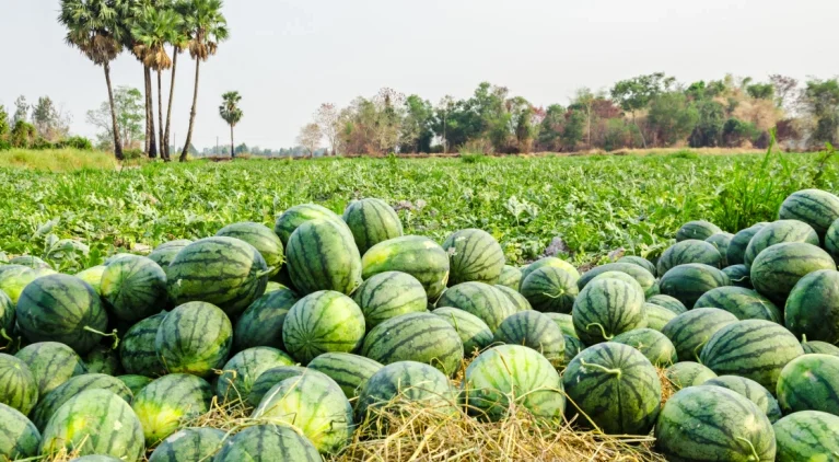 We grow and supply a range of fresh crops including cucumber, watermelon, yam, and leafy vegetables such as ugu. Our produce is carefully handled to ensure freshness and market readiness for homes, retailers, and food businesses.