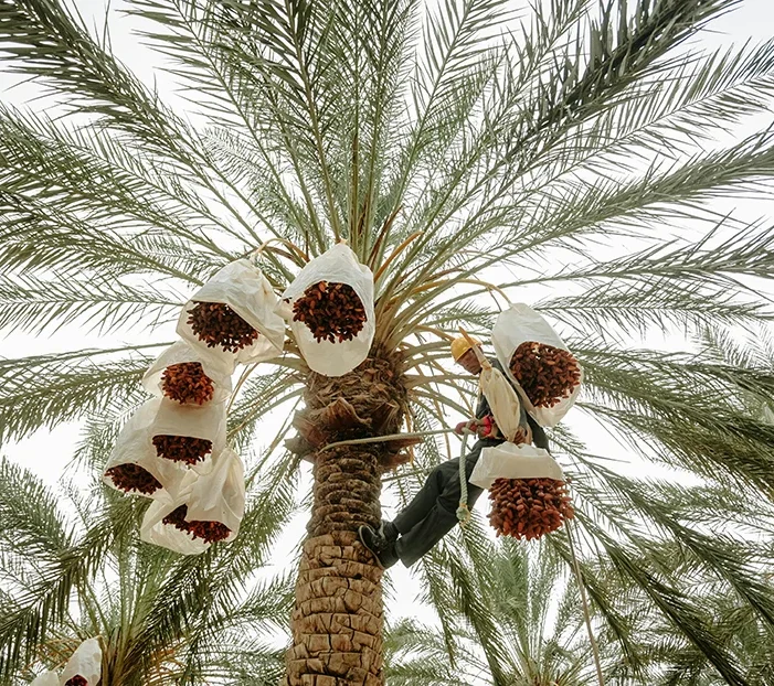 Organic farms avoid toxic inputs, improve soil health, grow clean, sustainable food that supports nature.