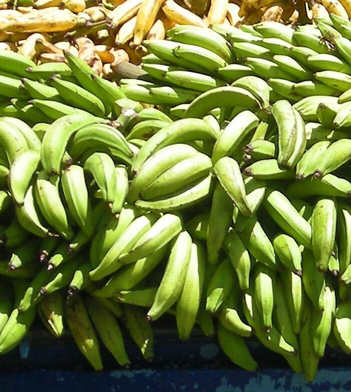 Fresh Organic Plantains
