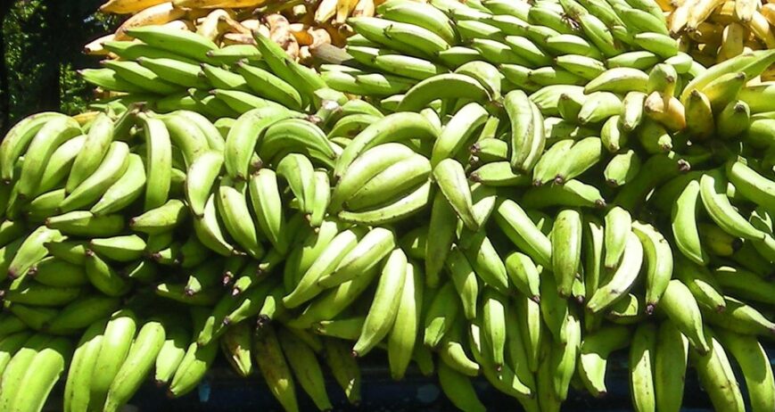 Fresh Organic Plantains