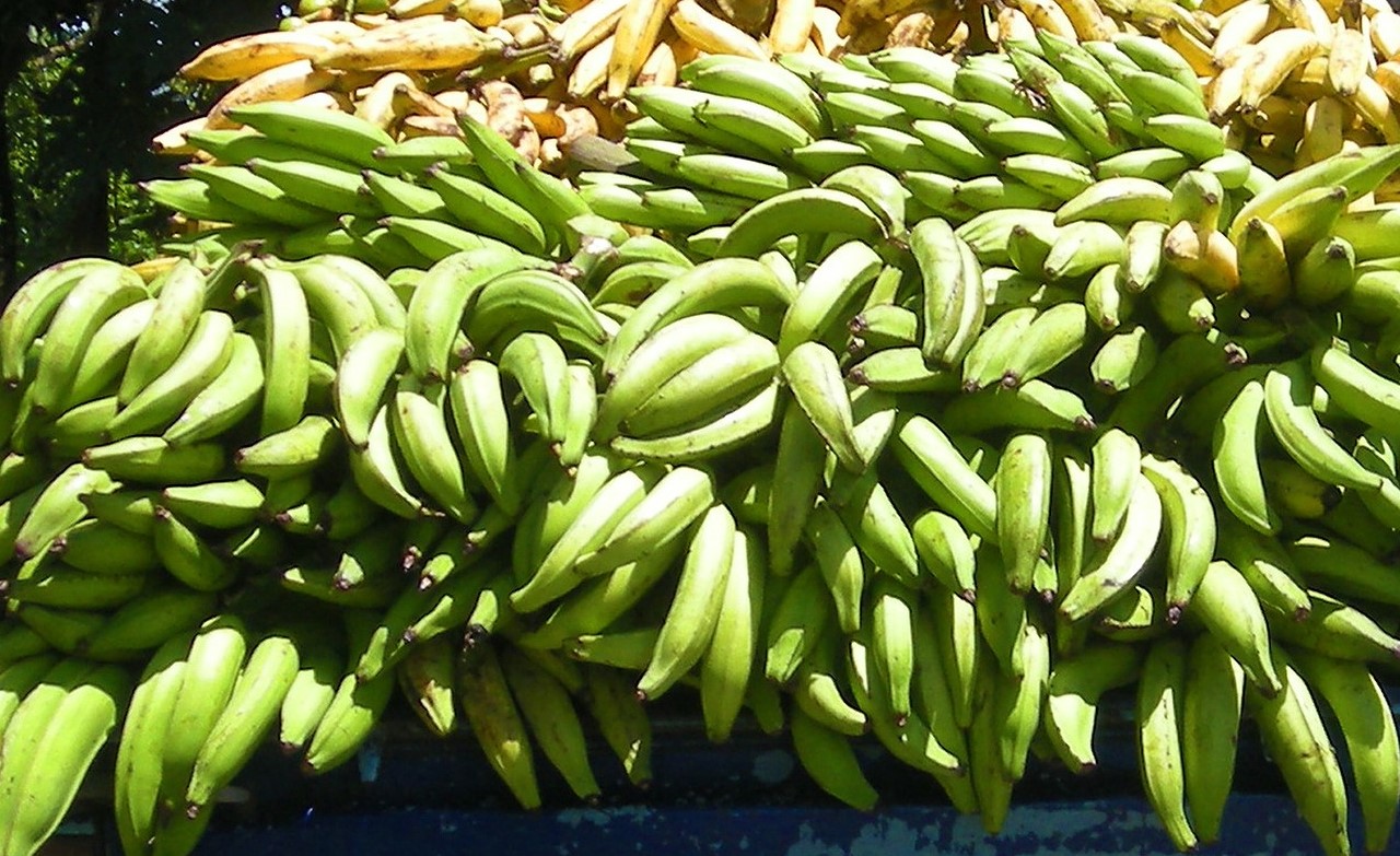 Fresh Organic Plantains