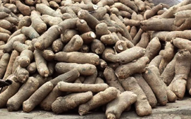 Fresh Organic Yam Tubers